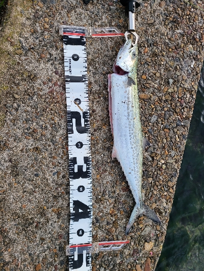 色々釣れました！