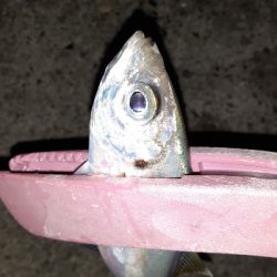 南港湾奥　タチウオ×　アジ○