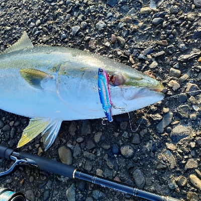 ハマチ~メジロたま~にサゴシ