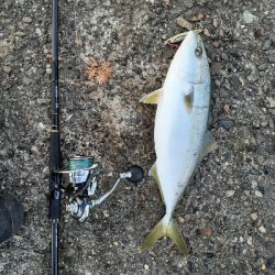 ハマチとサゴシ中心でした