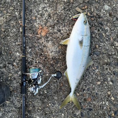 ハマチとサゴシ中心でした