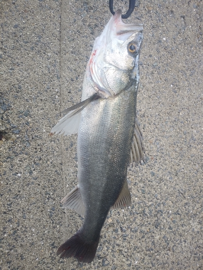 サゴシじゃなかったのね