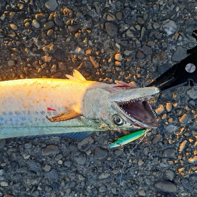 粘ってサゴシとメジロ