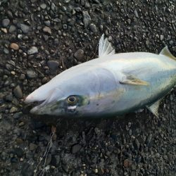 ハマチ～メジロ祭になってます！