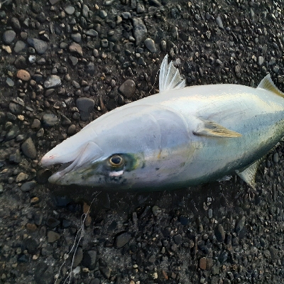 ハマチ～メジロ祭になってます！