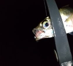 仕事帰りの寄り道アジング 二日目