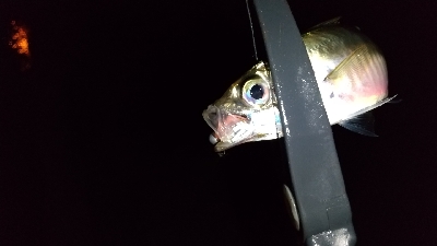 仕事帰りの寄り道アジング 二日目