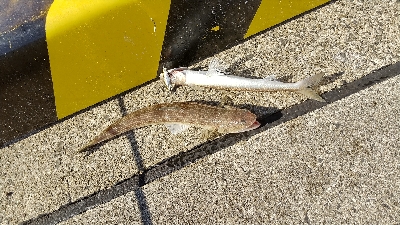 久しぶりの遠征釣行