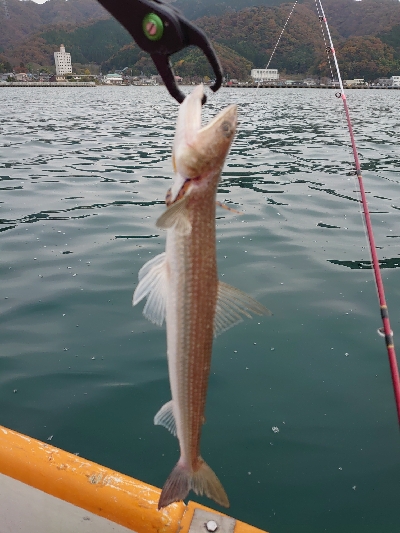 ２馬力ボート釣行