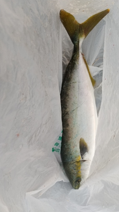 やっぱりビッグバッカー