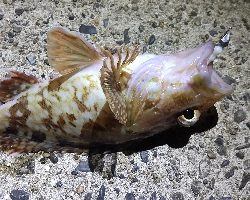 コルト642をお試しに!