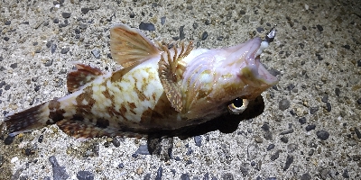 コルト642をお試しに！