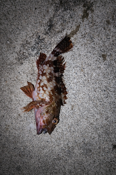 フロートアジング