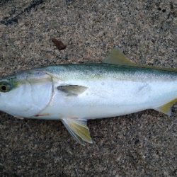 シラスパターン攻略？