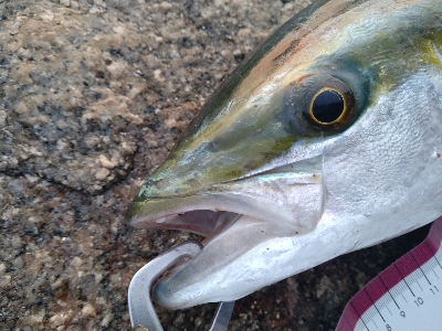 やっぱりトップは楽しい!