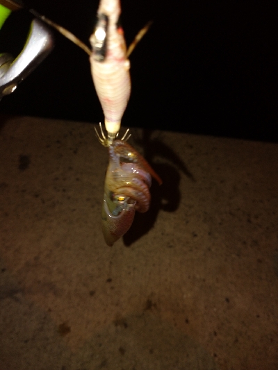 シーズン初ヒイカ