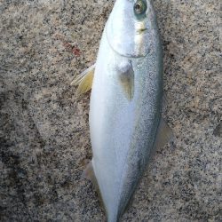 何とかハマチゲット!