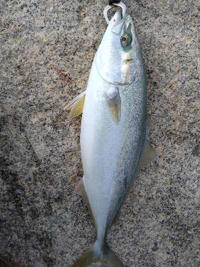 何とかハマチゲット!