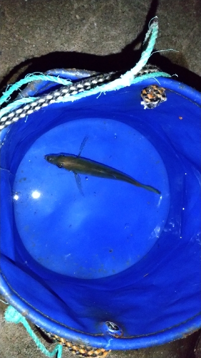 仕事帰りの寄り道アジング