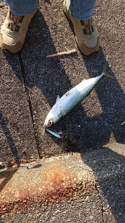 本命のメジロは出張中