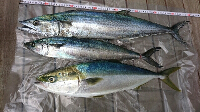 初サワラ?  サゴシ?