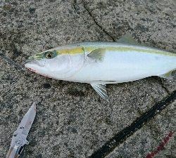 爆風ショアジギング!