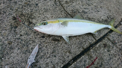 爆風ショアジギング！