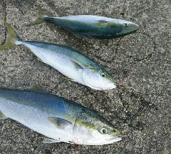 朝マズメ ハマチ好調 継続中！