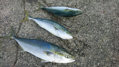 朝マズメ ハマチ好調 継続中！