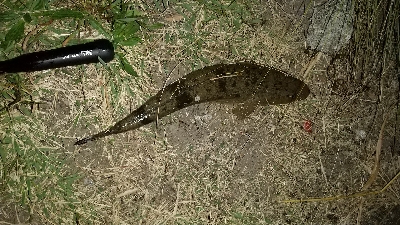 フラット二点盛り