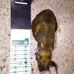 今年の初アオリイカGET!