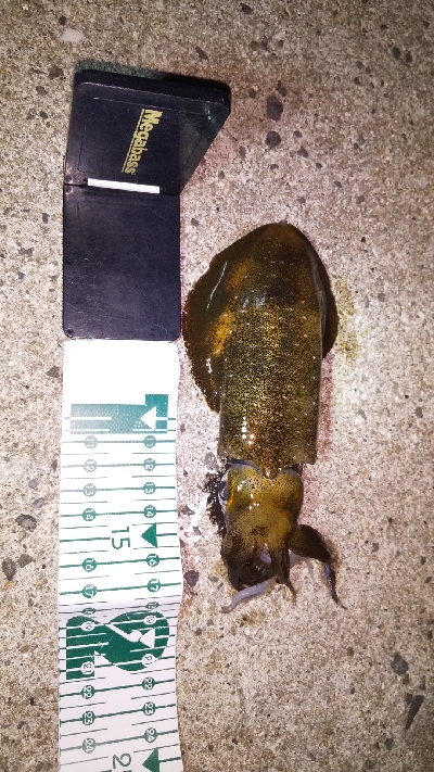 今年の初アオリイカGET!