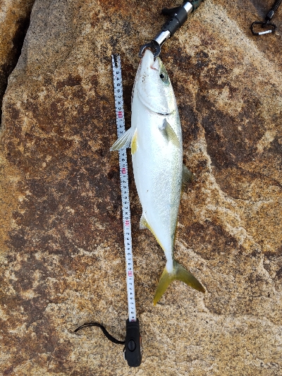 サーベリング？