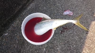 80cmで3.8kg 痩せすぎです・・・