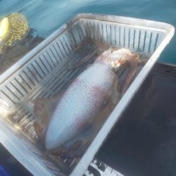 ゴムボティップラン