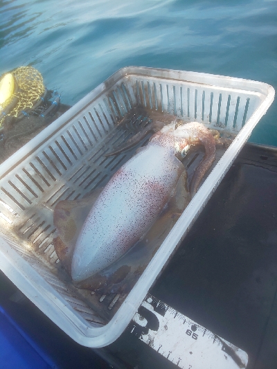 ゴムボティップラン