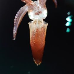 帰りにちょこっと