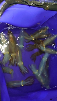 姫路港で釣りをされる皆さんへ【本文最後に】…