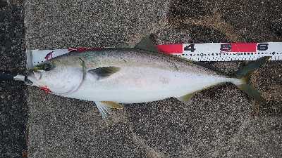 今日もメジロ、ブリ遠し。