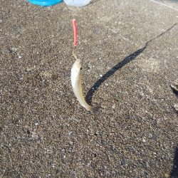 苅屋海岸のキス釣り