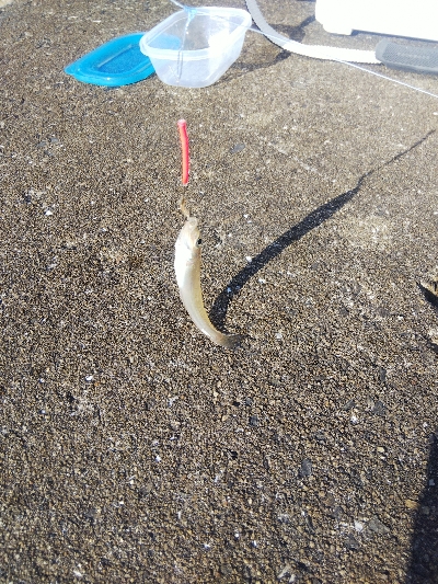 苅屋海岸のキス釣り