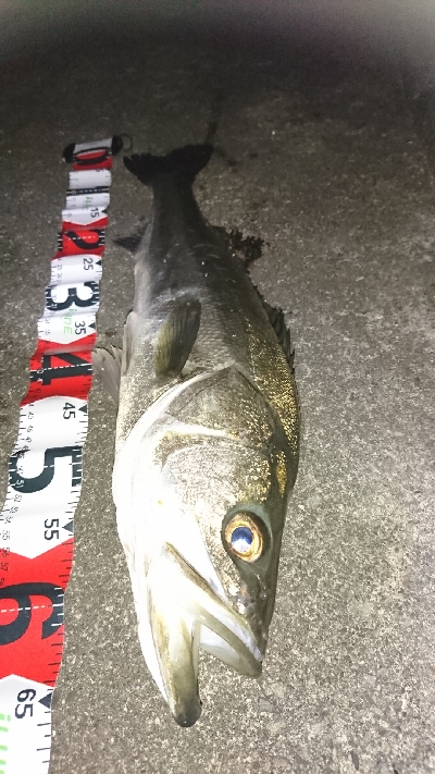 久々のシーバス