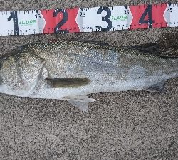 爆風でもシーバス