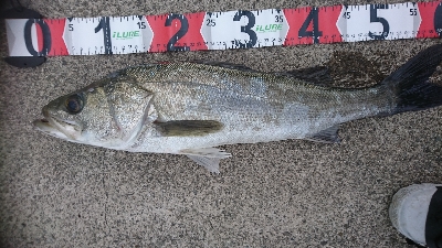 爆風でもシーバス