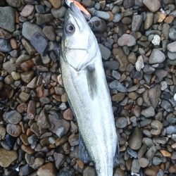 雨と濁りと風とシーバス