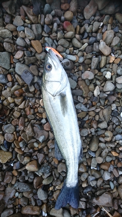 雨と濁りと風とシーバス
