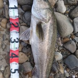 リベンジシーバス