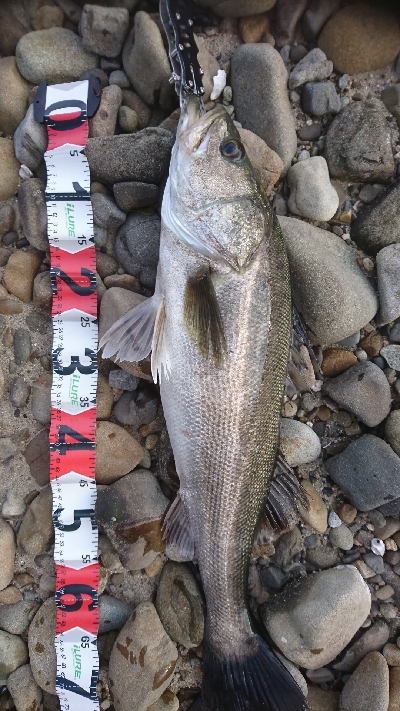 リベンジシーバス