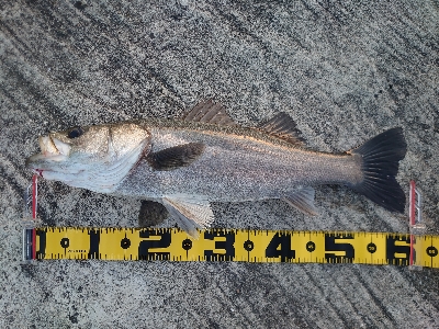 とりあえず…青物狙い。