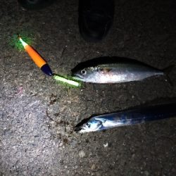 サバ、タチウオ